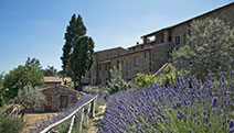 Mondo della lavanda