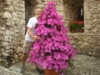 Giardini di Ninfa 2012
