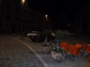 Raid di una notte di mezza estate 2011